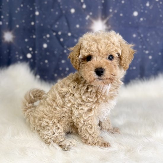 Bichapoo *Hybrid (M) My Name Is Buck (tpc)