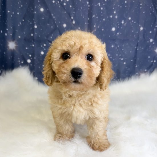 Bichapoo *Hybrid (F) My Name Is Bambi (tpc)