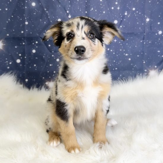 Australian Shepherd, Mini (F#3A) My Name Is Agnes (tpc) (Rare Blue Merle)
