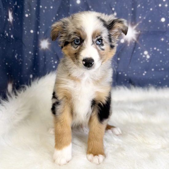 Australian Shepherd, Mini (M#3) My Name Is Arnie (tpc) (Rare Blue Merle)