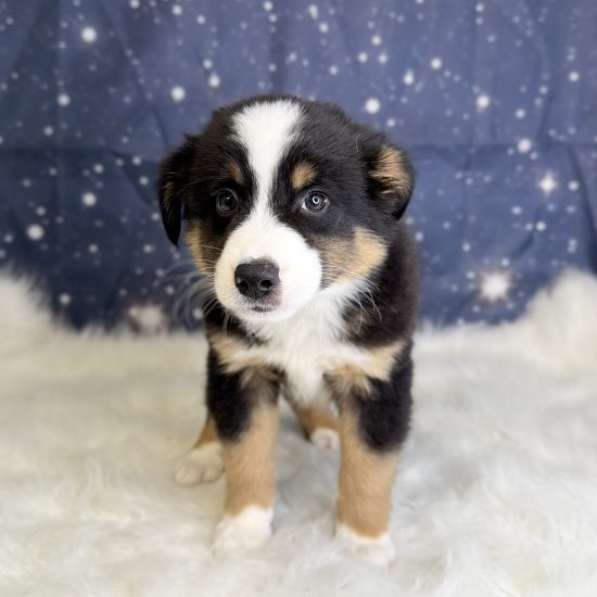 Australian Shepherd, Mini (M#3) My Name Is Abe (tpc)
