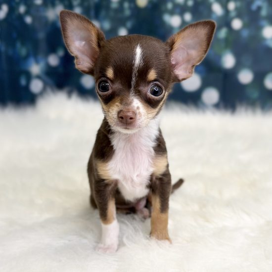 Chihuahua (M) My Name Is Cortez (pny)