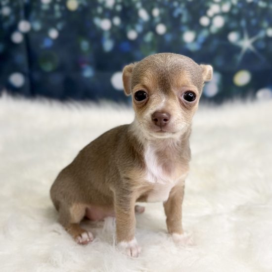 Chihuahua (M#1) My Name Is Chance (pny)