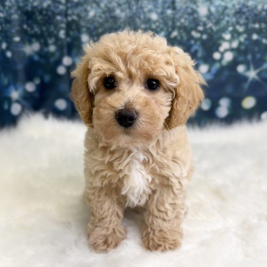 Bichapoo *Hybrid (F) My Name Is Bunny (pny)
