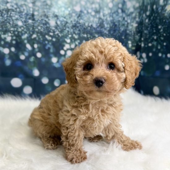 Bichapoo *Hybrid (M) My Name Is Barkley (pny)