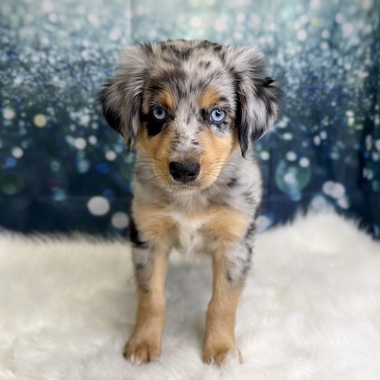 Australian Shepherd, Mini (M#3) My Name Is Andy (pny) (Rare Blue Merle)