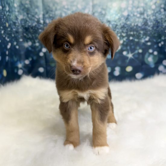 Australian Shepherd, Mini (F#3B) My Name Is Apple (pny)