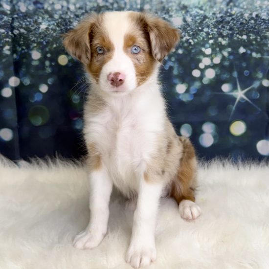 Australian Shepherd, Mini (M#3) My Name Is Arthur (pny) (Rare Red Merle)