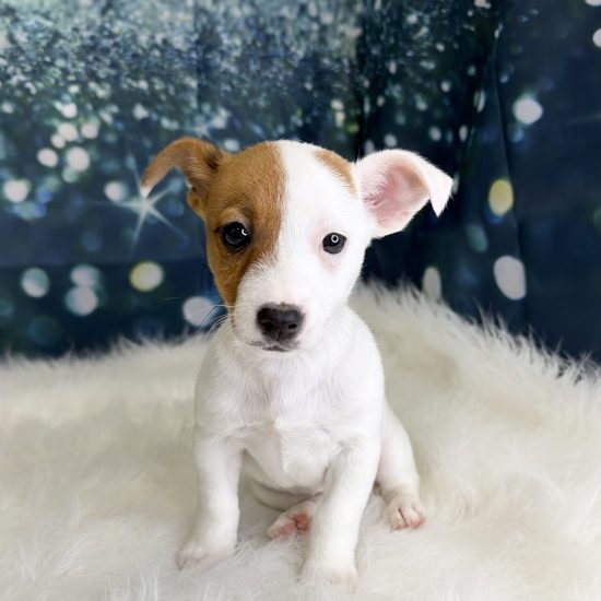Jack Russell (F) My Name Is Josie (pm)
