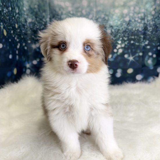 Australian Shepherd, Mini (M#1) My Name Is Alden (pm) (Rare Red Merle)