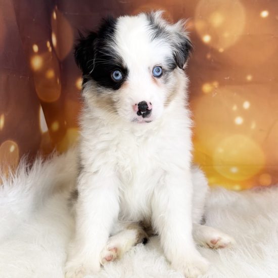 Australian Shepherd, Mini (F#1) My Name Is Amelia (pm) (Rare Blue Merle)
