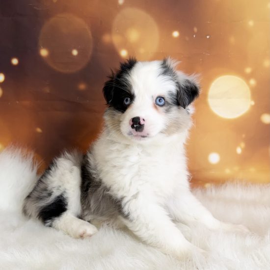 Australian Shepherd, Mini (F#1) My Name Is Amelia (pp) (Rare Blue Merle)