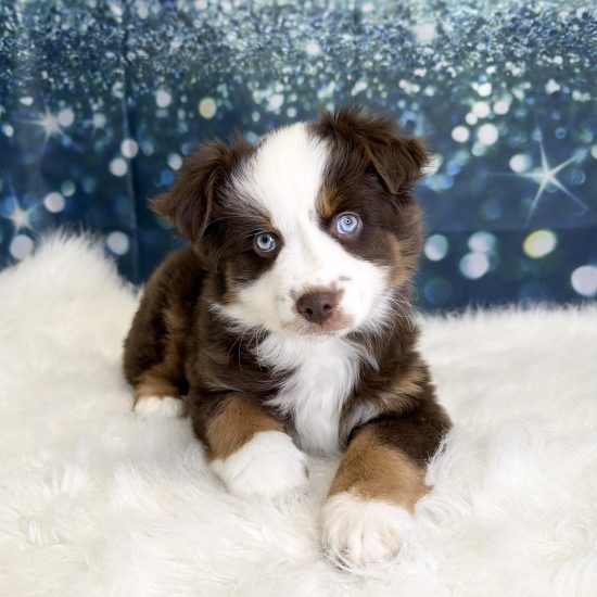 Australian Shepherd, Mini (F#1) My Name Is Amara (pny)
