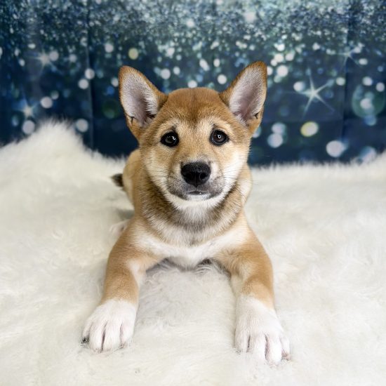 Shiba Inu (F) My Name Is Sesame (pny)