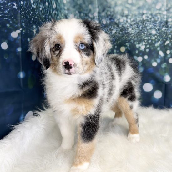 Australian Shepherd, Mini (F#2) My Name Is Alaska (pny) (Rare Blue Merle)