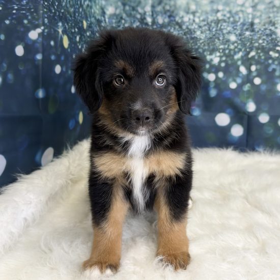 Australian Shepherd, Mini (M#2) My Name Is Aspen (pny)