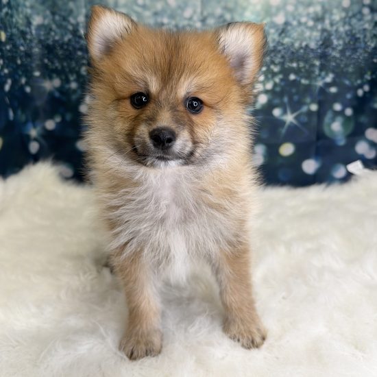 Pomeranian (M) My Name Is Paul (pny)