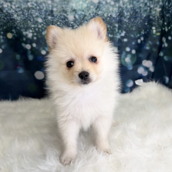 Pomeranian (M) My Name Is Perry (pny)