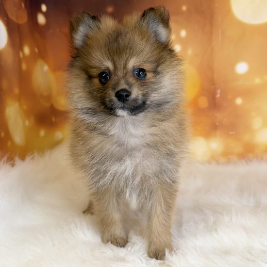 Pomeranian (M) My Name Is Patrick (tpc)