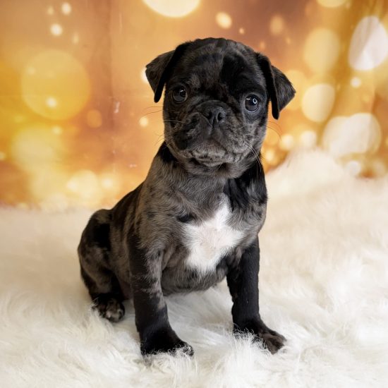 Pug (F) My Name Is Pam (tpc) (Rare Blue Merle)