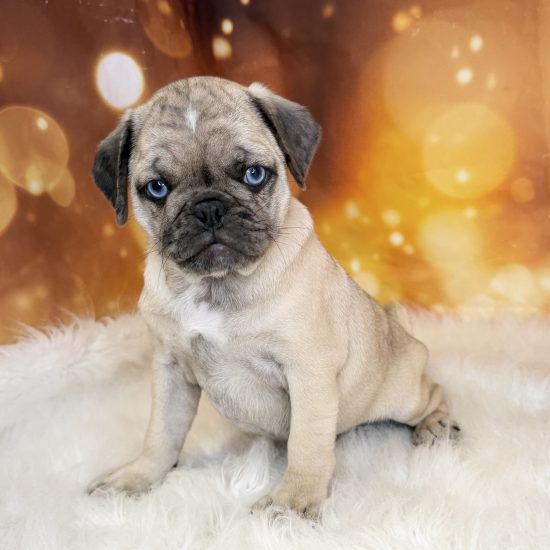 Pug (M) My Name Is Pongo (tpc)
