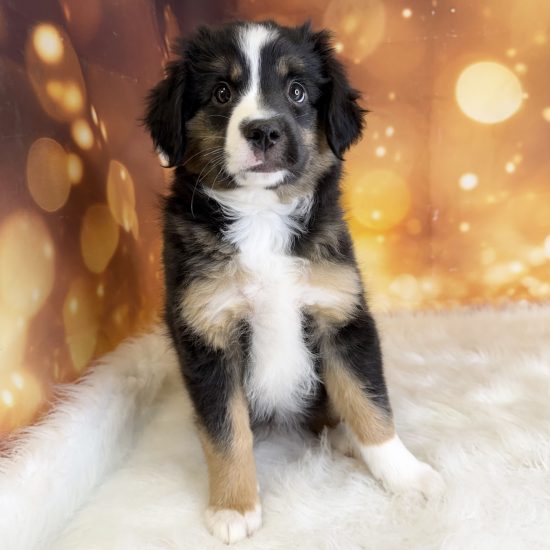 Australian Shepherd, Mini (F#2) My Name Is Angel (tpc) (Found a Loving Home 6-15-2026, Pick Up?)