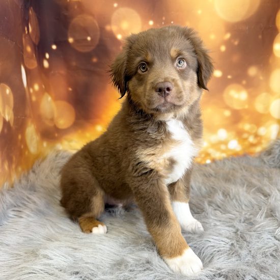 Australian Shepherd, Mini (M#2) My Name Is Asher (tpc)