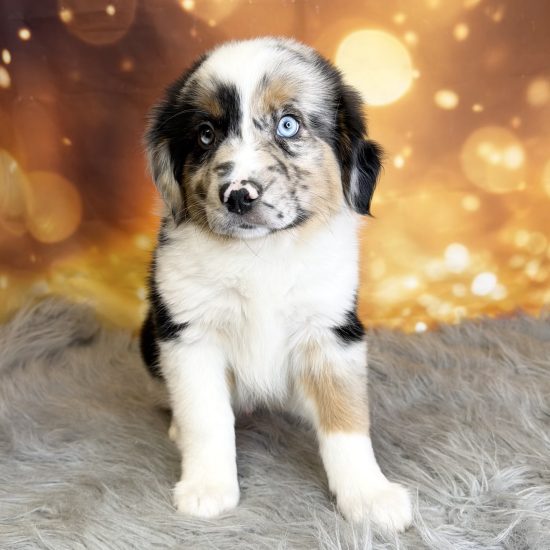 Australian Shepherd, Mini (M#2) My Name Is Arlo (tpc) (Rare Blue Merle)