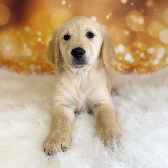Golden Retriever (F#2) My Name Is Gabby (pp)