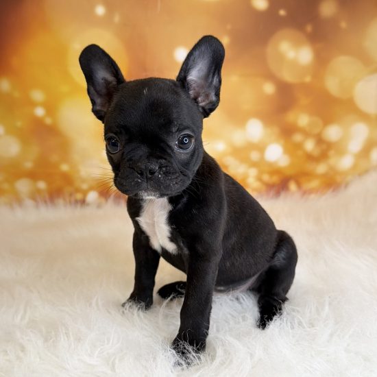 Frenchton (M) My Name Is Fritz (tpc)