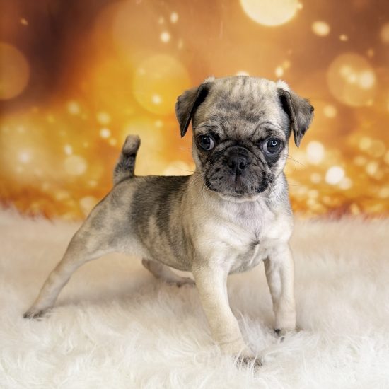 Pug (F#1) My Name Is Phoebe (pm)