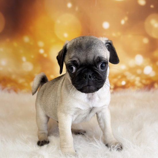 Pug (M#1) My Name Is Phineas (tpc)
