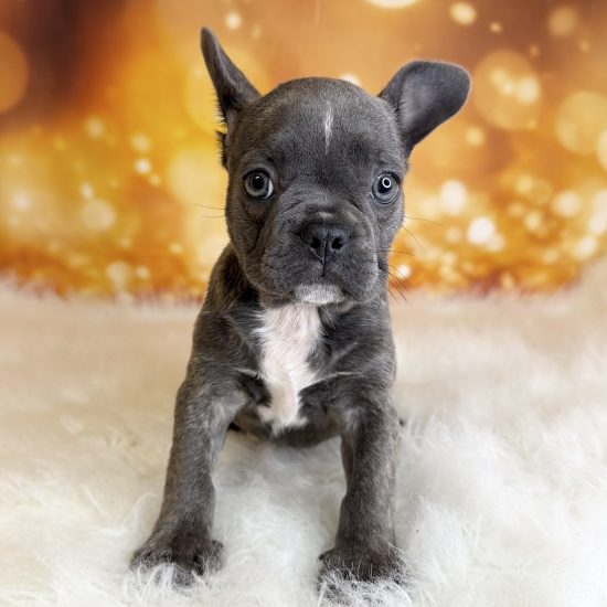 French Bulldog (M) My Name Is Francis (pm) (Rare Blue Brindle)