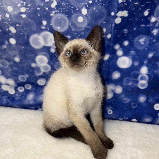 Siamese (M) My Name Is Salem (pm)