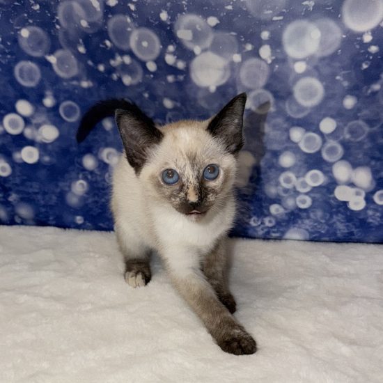 Siamese (F) My Name Is Suki (pm)
