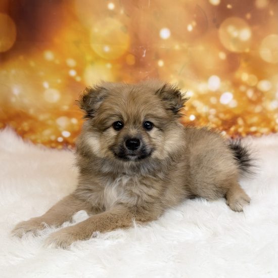 Pomeranian (M#1) My Name Is Parker (tpc)