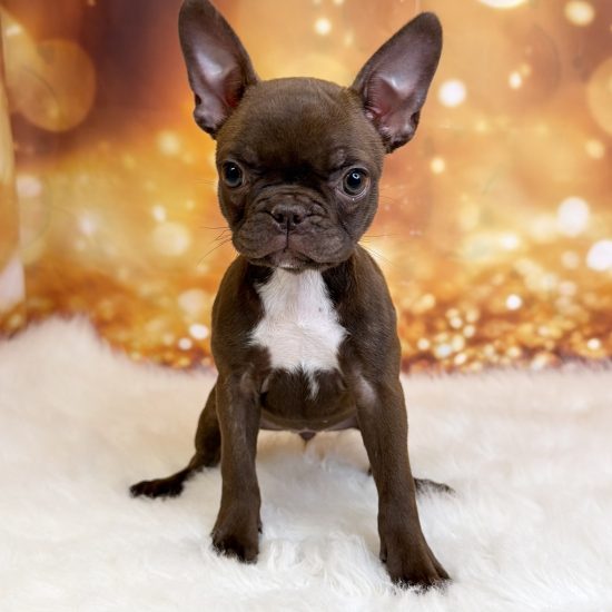 Frenchton *Hybrid (F#1) My Name Is Fiona (tpc)