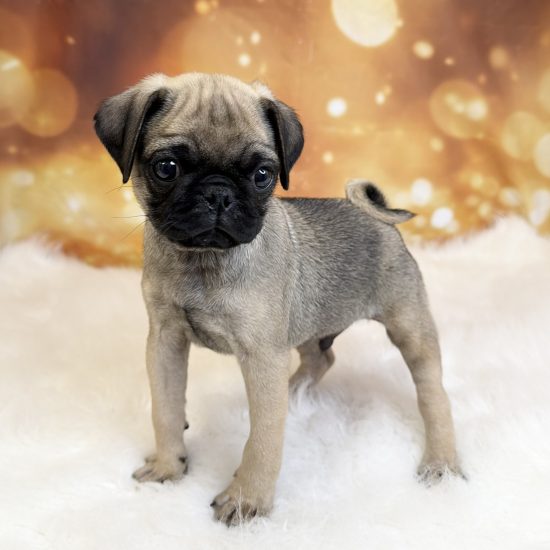 Pug (M#3) My Name Is Pedro (tpc)