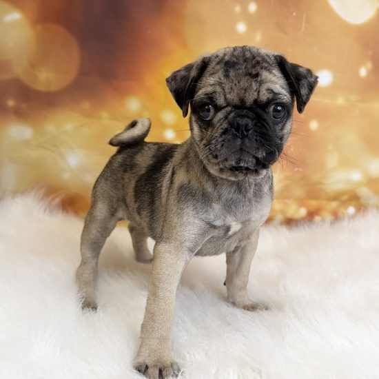 Pug (F#3) My Name Is Petra (tpc)