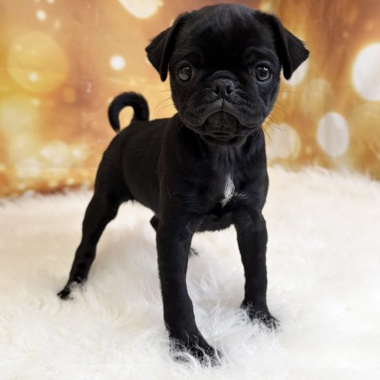 Pug (F#3) My Name Is Princess (tpc)