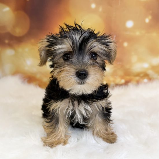 Yorkshire Terrier (F#1) My Name Is Yaira (tpc)