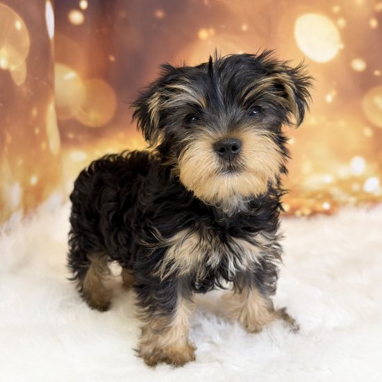 Yorkshire Terrier (M#1) My Name Is Yoshi (tpc)