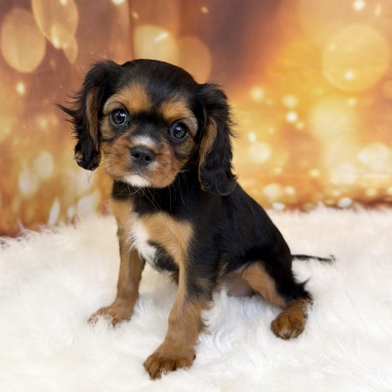Cavalier King Charles Spaniel (F#1B) My Name Is Clover (tpc)