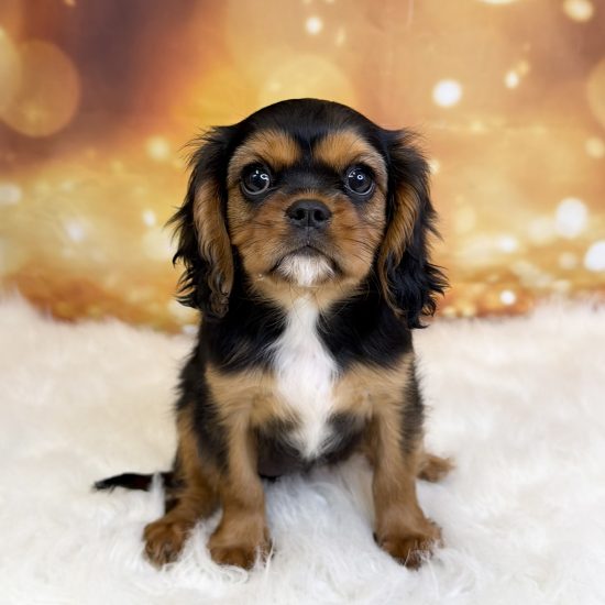 Cavalier King Charles Spaniel (F#1B) My Name Is Constance (tpc)