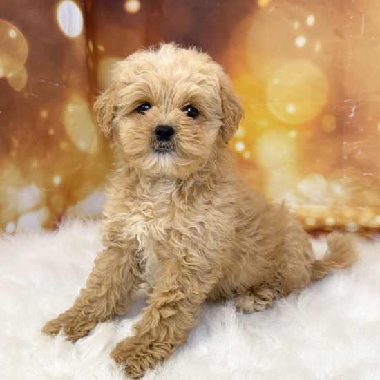 Pekapoo (M) My Name Is Peyton (tpc)