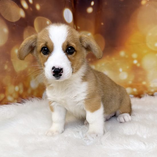 Pembroke Welsh Corgi (M#3) My Name Is Percy (tpc)