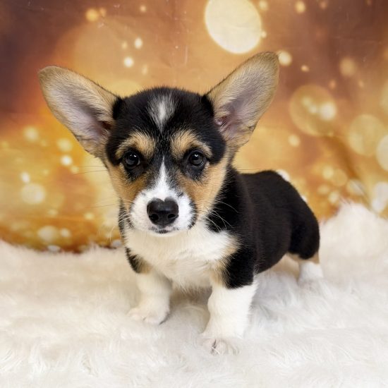 Pembroke Welsh Corgi (F#3) My Name Is Peggy (tpc)