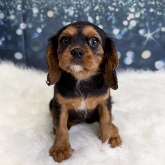 Cavalier King Charles Spaniel (F#1) My Name Is Carmella (pny)
