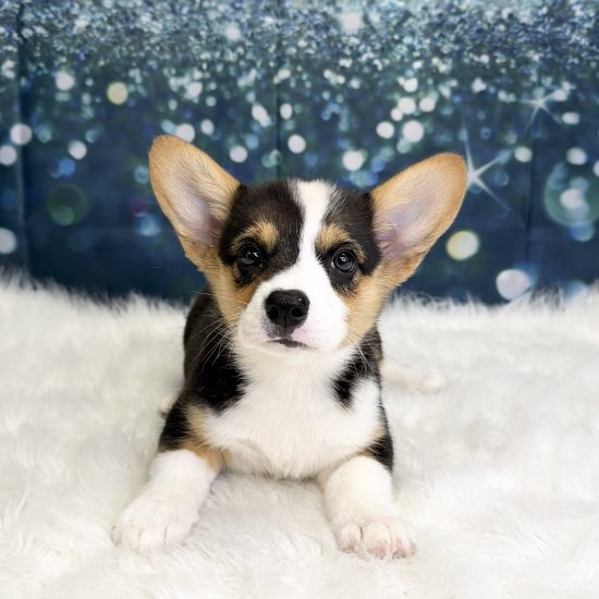 Pembroke Welsh Corgi (F#3) My Name Is Promise (pny)