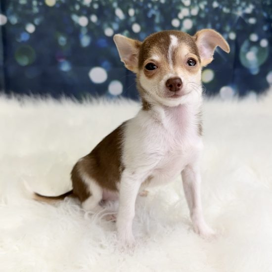 Chihuahua (F#2) My Name Is Chanel (pny)